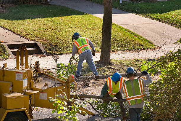 Emergency Storm Tree Removal in Sun Valley, ID